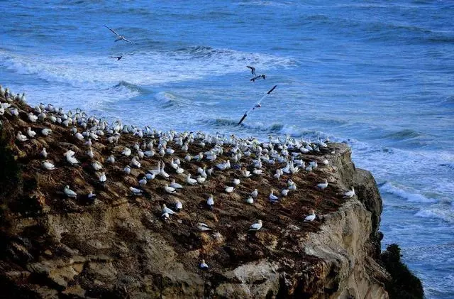 英國一海島吸引七億海鳥,45年堆積15米高的鳥屎,臭到你想不到