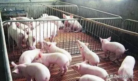 美國人很少吃豬肉,那為什麼美國卻是養豬第一大國呢?