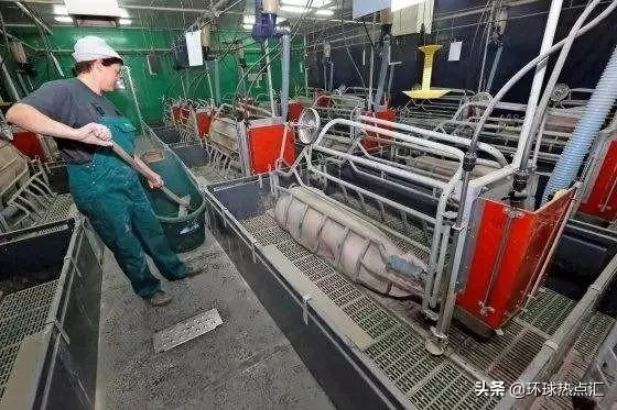 美國人很少吃豬肉,那為什麼美國卻是養豬第一大國呢?