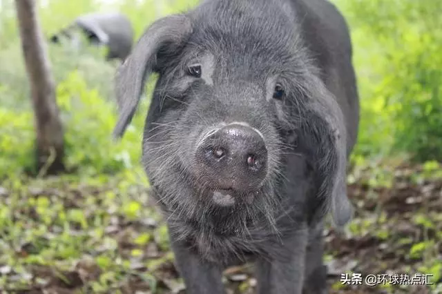 美國人很少吃豬肉,那為什麼美國卻是養豬第一大國呢?