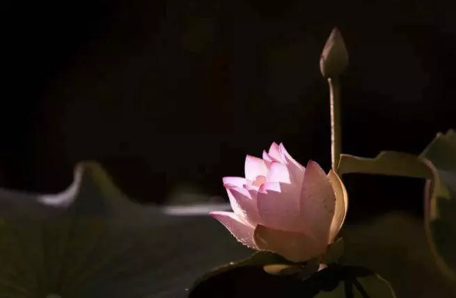 夫妻救一條狼,孩子滿月時被狼叼走,丈夫追了出去給狼磕三個頭