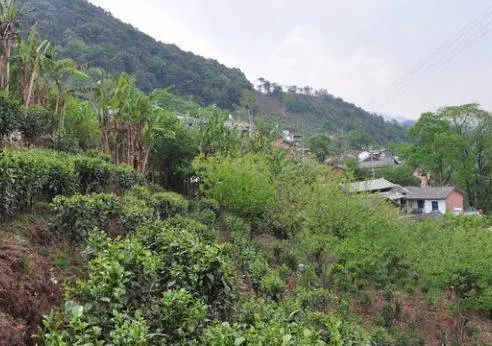 夫妻救一條狼,孩子滿月時被狼叼走,丈夫追了出去給狼磕三個頭