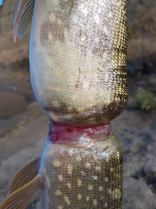 他抓到這看似已經「斷成兩截的魚」發現它還活著,再摸一摸卡住牠身體的東西瞬間氣到心痛!
