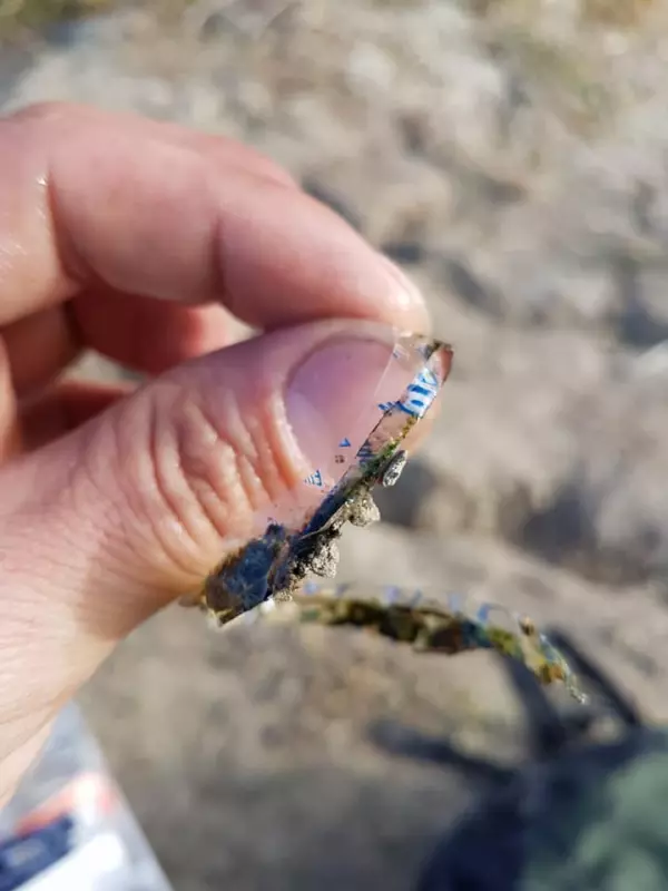 他抓到這看似已經「斷成兩截的魚」發現它還活著,再摸一摸卡住牠身體的東西瞬間氣到心痛!
