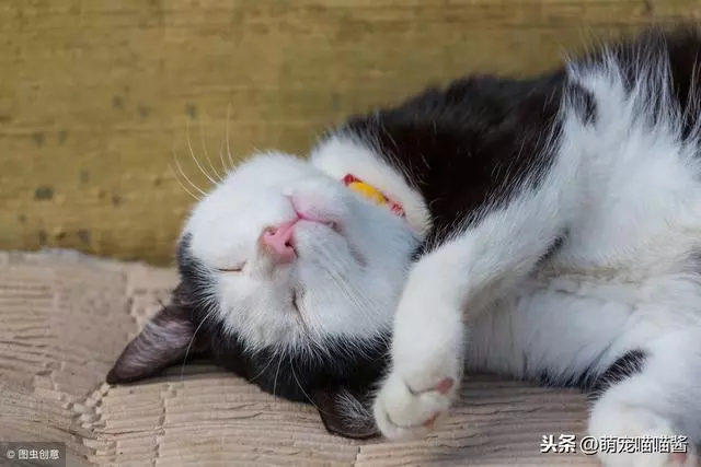 貓咪絕育有利有弊:不絕育對健康無益,絕育可能讓貓咪性情大變