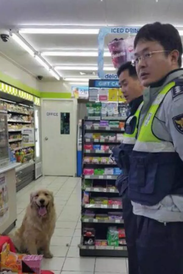 便利商店被搶,工作人員立馬按下警鈴!當警察趕到現場時... 卻被嫌疑犯萌到了,下不了手!