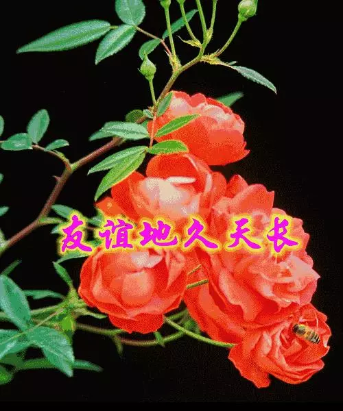 臘月二十九,早上好,誰打開誰吉祥~