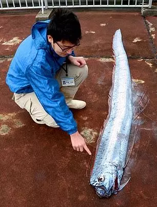 日本或將面臨大海嘯?海岸一周驚現三條深海「地震魚」,其中隱藏一條可怕秘密,引發日本民眾恐慌