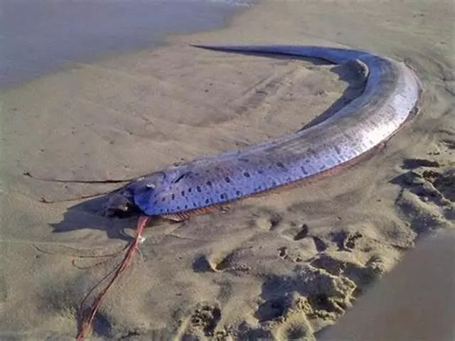 日本或將面臨大海嘯?海岸一周驚現三條深海「地震魚」,其中隱藏一條可怕秘密,引發日本民眾恐慌
