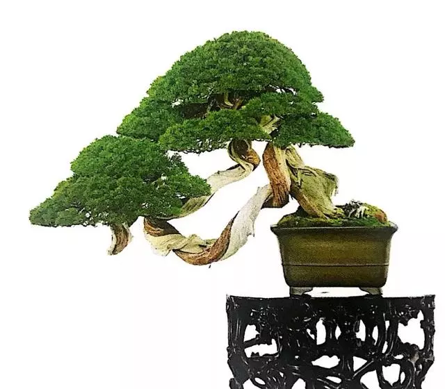 讀懂盆景創作形式後發現,任盆景變化多端,也離不開四字要領!
