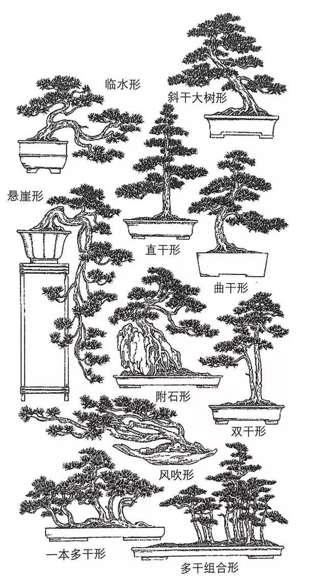 讀懂盆景創作形式後發現,任盆景變化多端,也離不開四字要領!