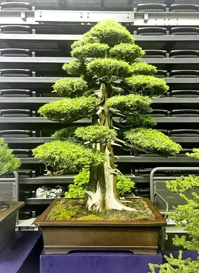 讀懂盆景創作形式後發現,任盆景變化多端,也離不開四字要領!
