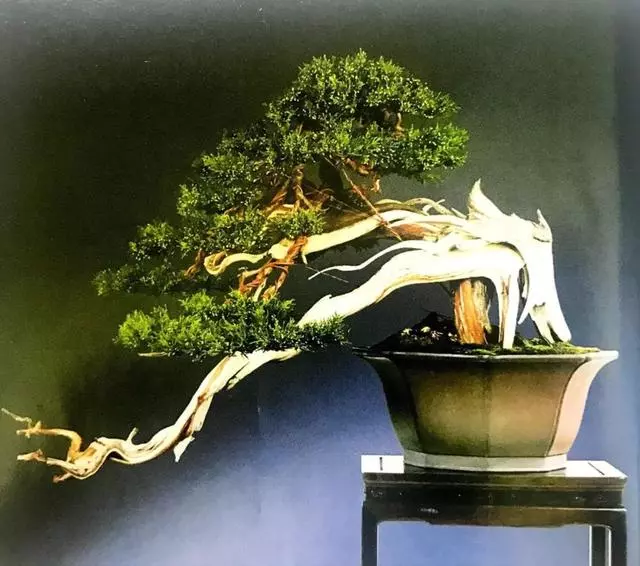 讀懂盆景創作形式後發現,任盆景變化多端,也離不開四字要領!