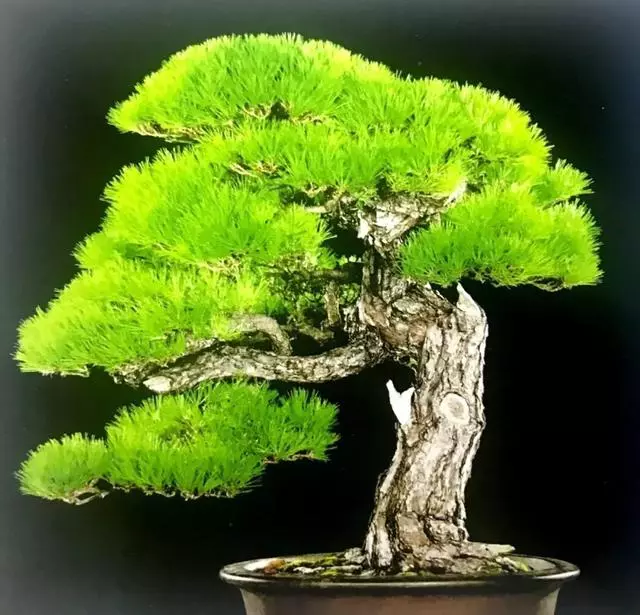 讀懂盆景創作形式後發現,任盆景變化多端,也離不開四字要領!