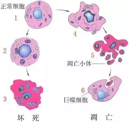 幹細胞—人體抗衰老的根本