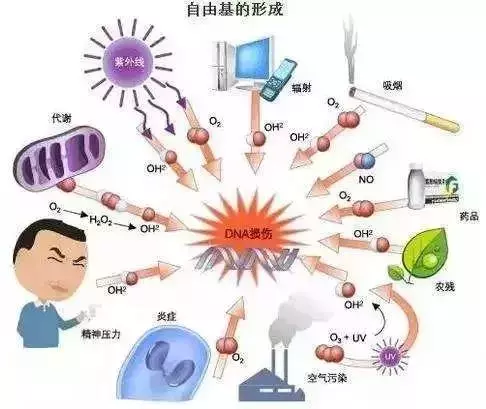 幹細胞—人體抗衰老的根本