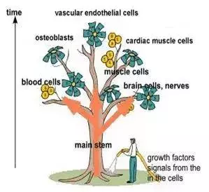 幹細胞—人體抗衰老的根本