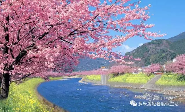 日本8大最佳賞櫻地全攻略 請收好!