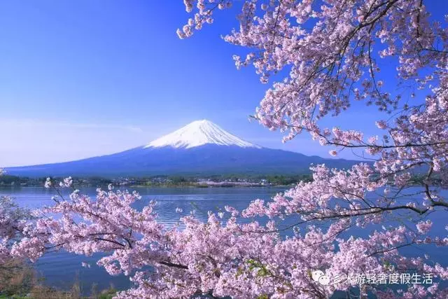 日本8大最佳賞櫻地全攻略 請收好!