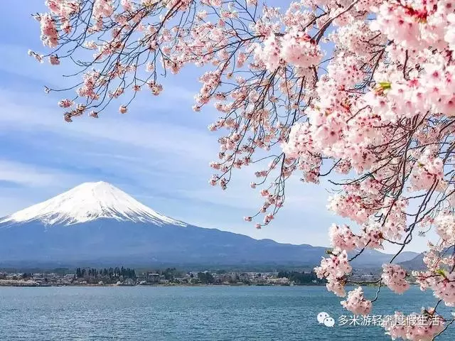 日本8大最佳賞櫻地全攻略 請收好!