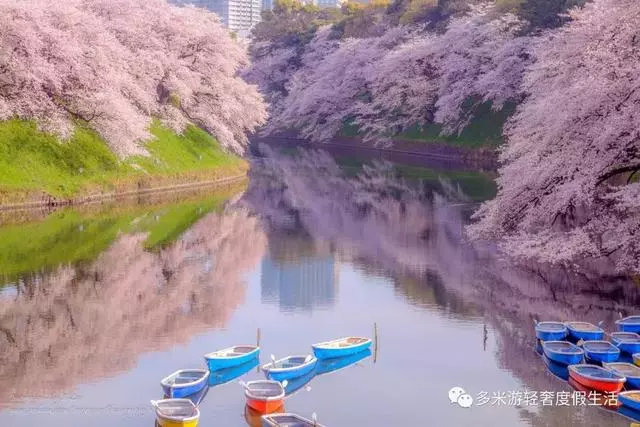 日本8大最佳賞櫻地全攻略 請收好!