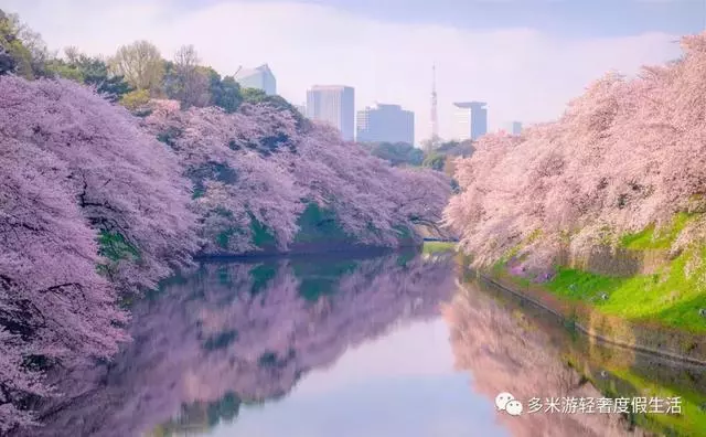日本8大最佳賞櫻地全攻略 請收好!