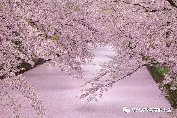 日本8大最佳賞櫻地全攻略 請收好!