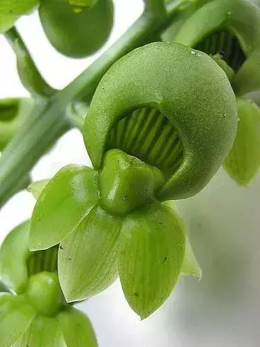世界上30種罕見怪花,你絕對沒見過!