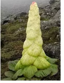 世界上30種罕見怪花,你絕對沒見過!
