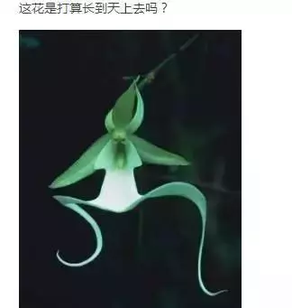 世界上30種罕見怪花,你絕對沒見過!