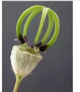 世界上30種罕見怪花,你絕對沒見過!