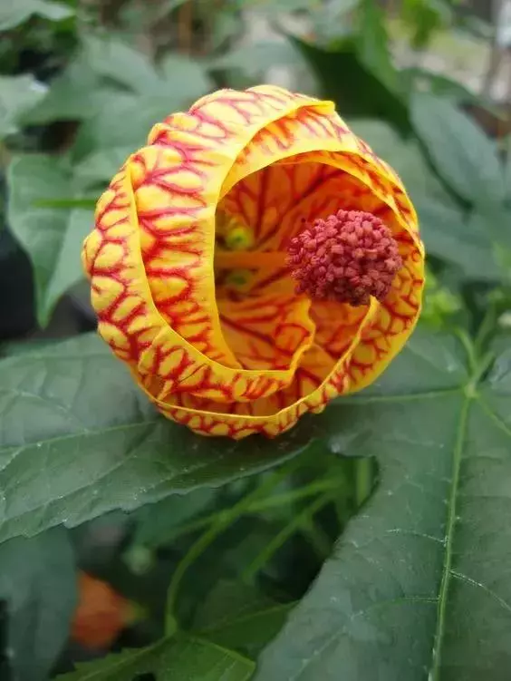 世界上30種罕見怪花,你絕對沒見過!