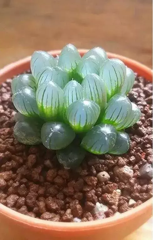 世界上30種罕見怪花,你絕對沒見過!