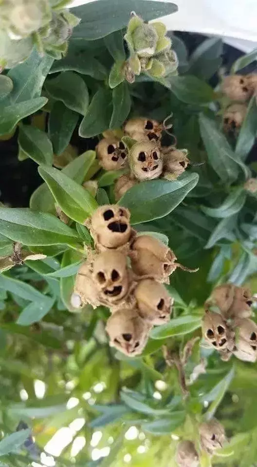 世界上30種罕見怪花,你絕對沒見過!
