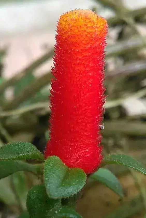 世界上30種罕見怪花,你絕對沒見過!