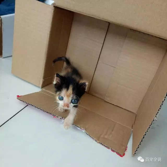 小貓咪剛出生就被貓媽媽棄養,主人撿回來卻把它養成了不一樣的貓!!