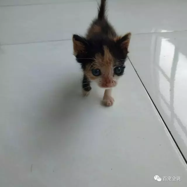 小貓咪剛出生就被貓媽媽棄養,主人撿回來卻把它養成了不一樣的貓!!