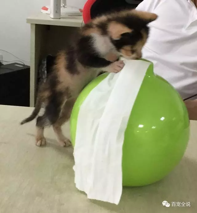 小貓咪剛出生就被貓媽媽棄養,主人撿回來卻把它養成了不一樣的貓!!