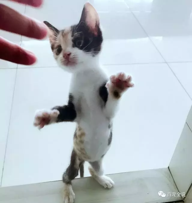 小貓咪剛出生就被貓媽媽棄養,主人撿回來卻把它養成了不一樣的貓!!
