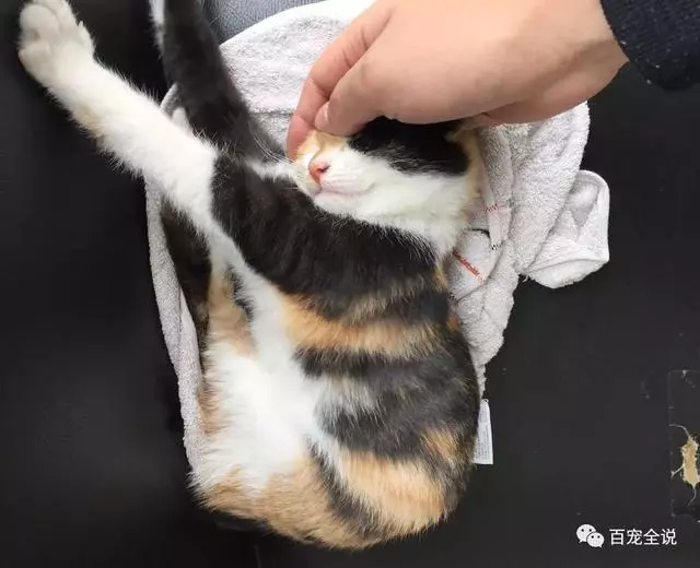 小貓咪剛出生就被貓媽媽棄養,主人撿回來卻把它養成了不一樣的貓!!