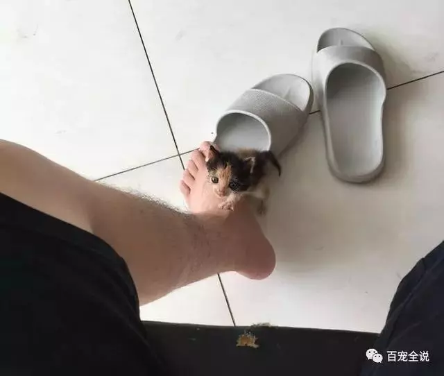 小貓咪剛出生就被貓媽媽棄養,主人撿回來卻把它養成了不一樣的貓!!