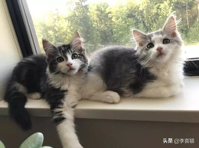 闢謠:貓咪挑食不愛吃東西餓幾頓就好了?事情可能並沒有那麼簡單