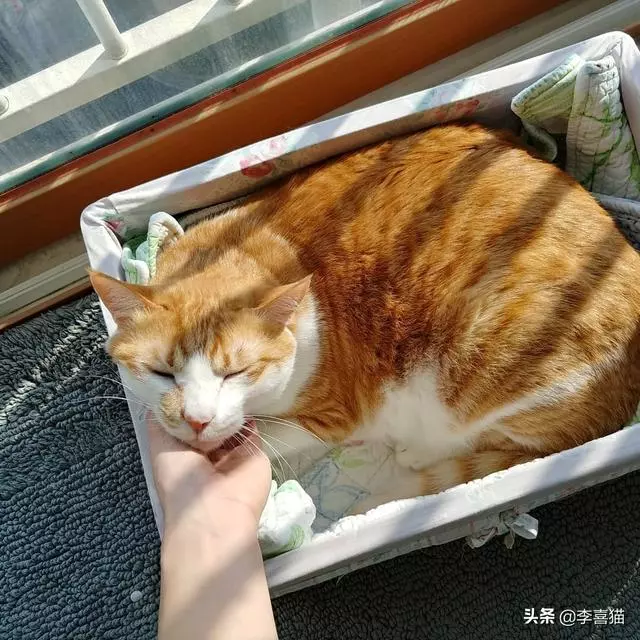 闢謠:貓咪挑食不愛吃東西餓幾頓就好了?事情可能並沒有那麼簡單