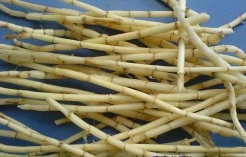 中醫強力止咳的妙方,知道了再也不用害怕!