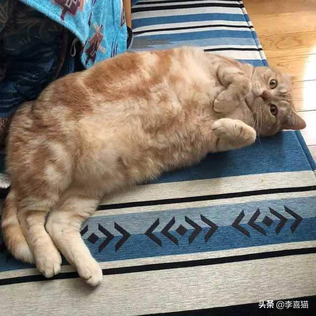 貓咪越胖越可愛?千萬別這麼想,身體健康才是更重要的事