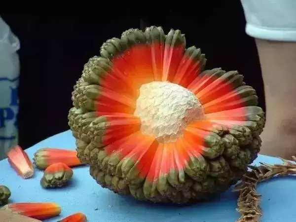 這是一個需要奇葩的時代,水果也一樣