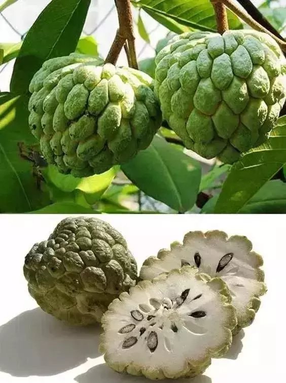 這是一個需要奇葩的時代,水果也一樣