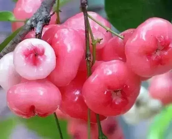 這是一個需要奇葩的時代,水果也一樣