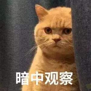 貓咪為什麼總是盯著我?背後的真相有點暖!