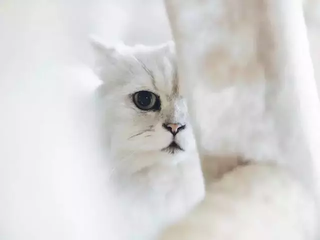 貓咪為什麼總是盯著我?背後的真相有點暖!